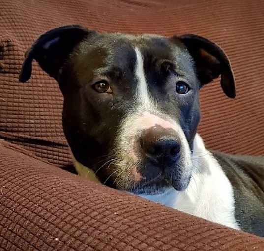 Photo of Gracie