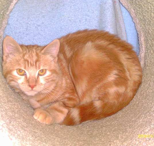 Photo of McCovey
