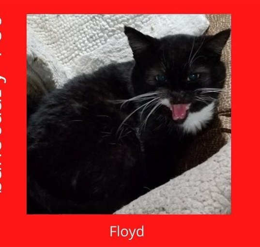 Photo of Floyd the Cellar Cat