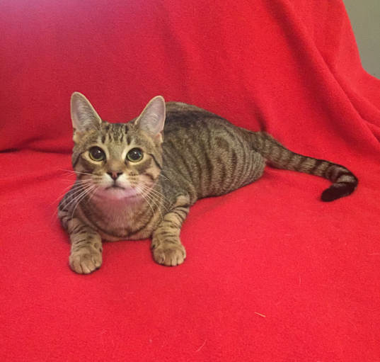 Photo of Tiger