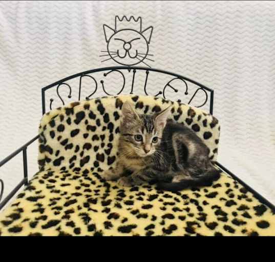 Photo of Tigger
