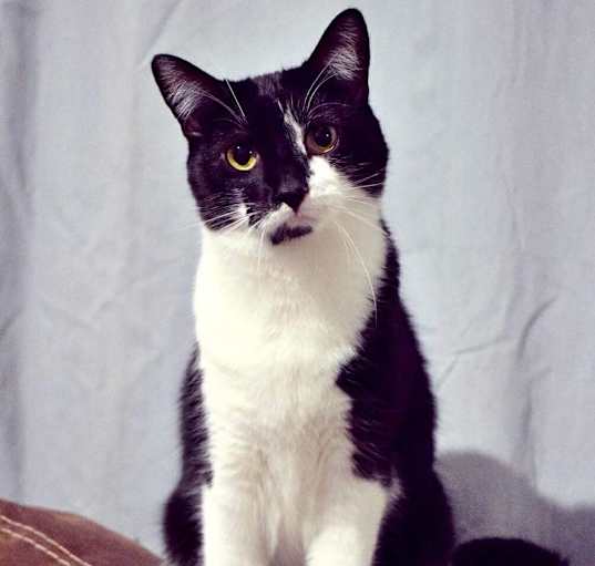 Photo of Primrose