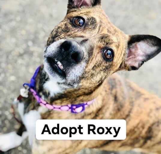 Photo of Roxy