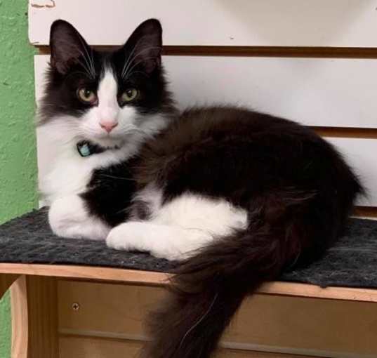 Photo of Meowgy