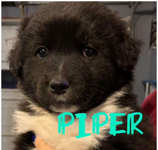 Photo of PIPER, PRUE