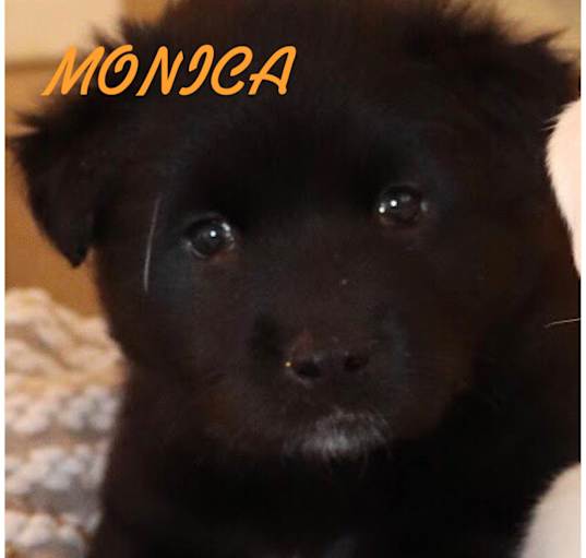 Photo of MONICA, ROSS