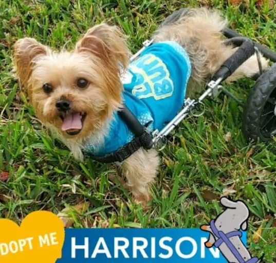 Photo of Harrison The Paralyzed Yorkie