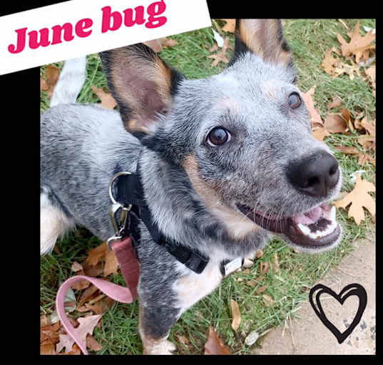 Photo of June Bug