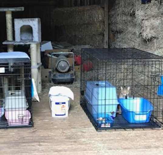 Photo of Barn Cats