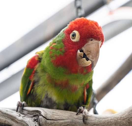 Photo of Adrian