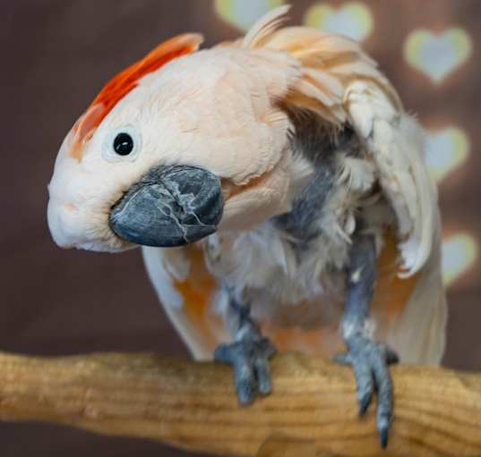 Photo of Cisco