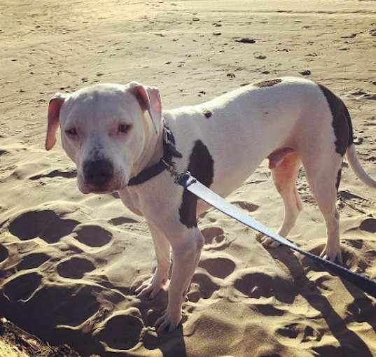 Photo of Jax aka Jackson