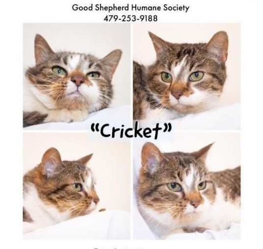 Photo of Cricket