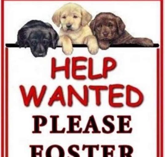 Photo of Foster Homes Needed*all age/br