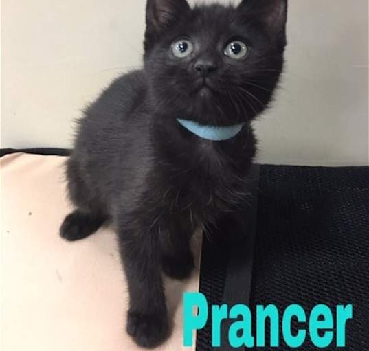 Photo of Prancer