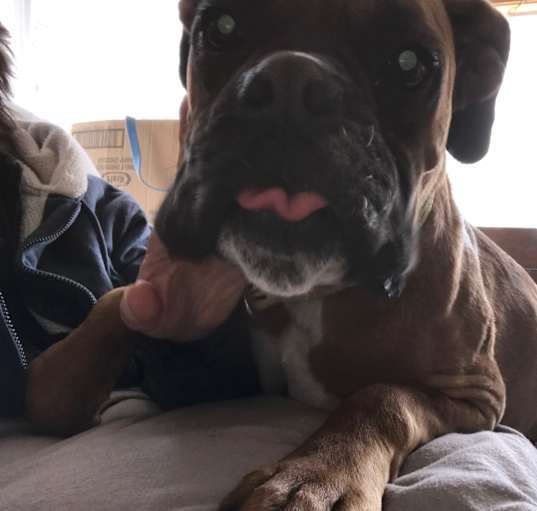 Photo of Foster Volunteers Needed