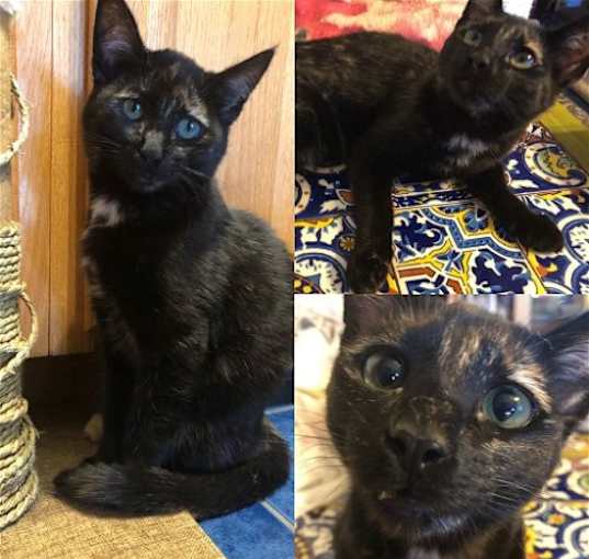 Photo of Twixxie