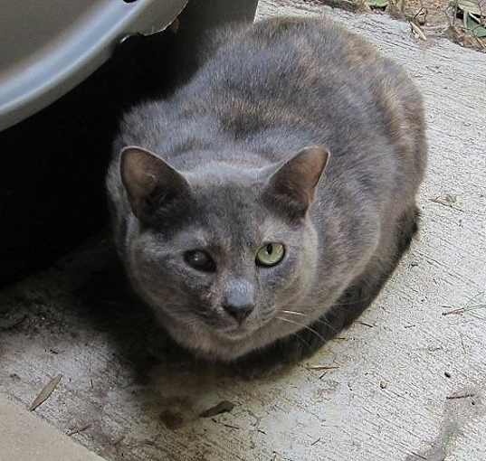 Photo of Sylvia