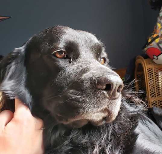 Photo of Oreo