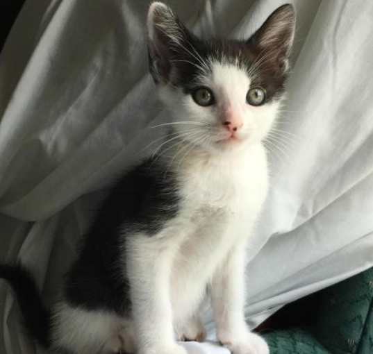 Photo of Newton