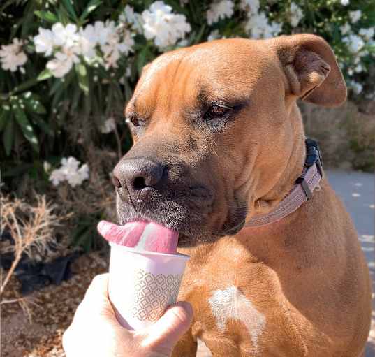 Photo of Roscoe
