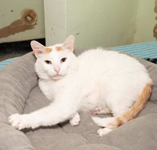 Photo of Butternut