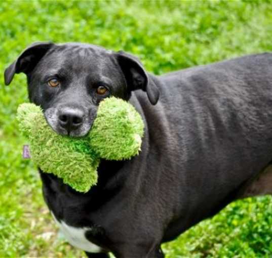 Photo of Tippy