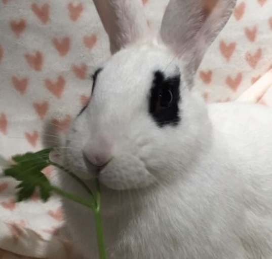 Photo of Dottie