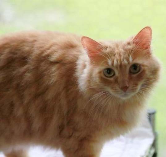 Photo of Nala