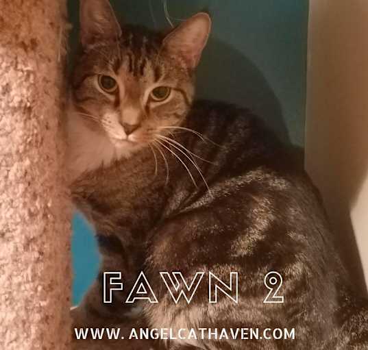 Photo of Fawn 2