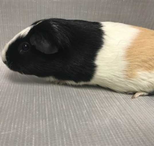 Photo of Pancake