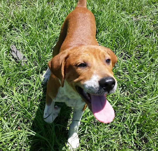 Photo of Huey