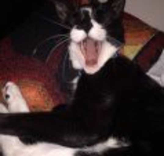 Photo of Oreo