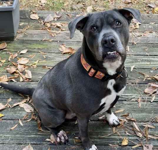 Photo of Cooper