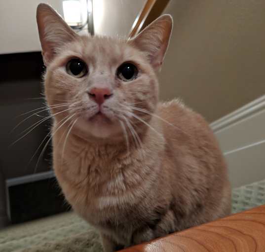 Photo of Meowky