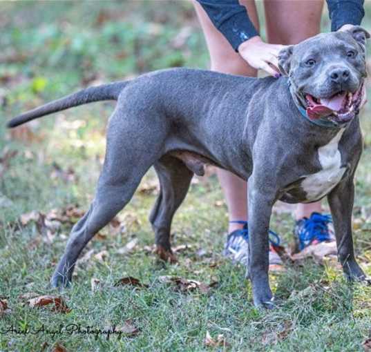 Photo of Kingston needs foster home (See Video)
