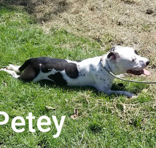 Photo of Petey