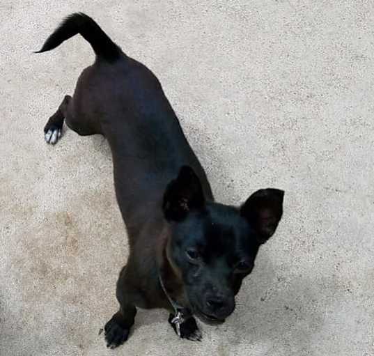 Photo of Pepper