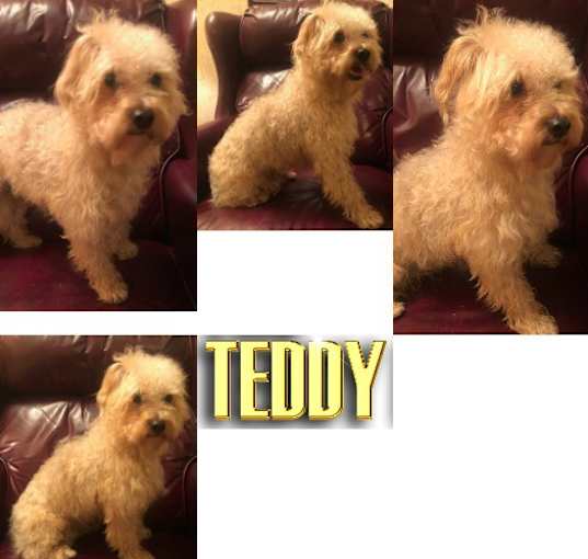 Photo of TEDDY