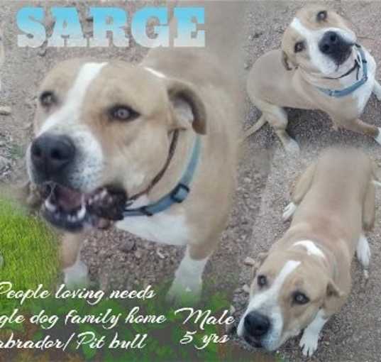 Photo of SARGE