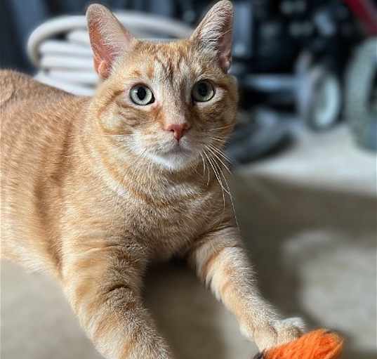 Photo of Morris