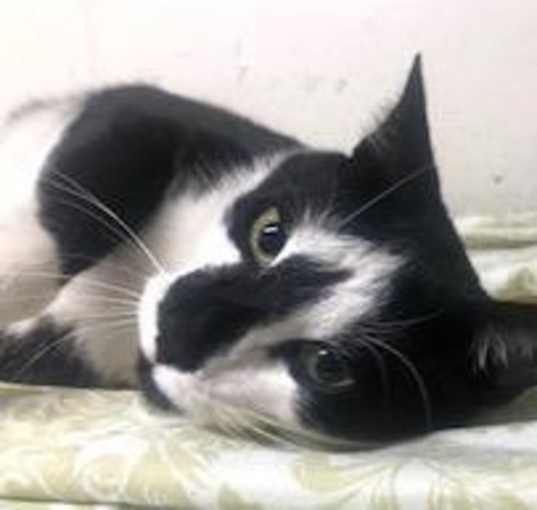 Photo of EDWARD - DUKE of SNUGGLES