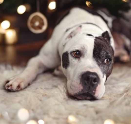 Photo of Cookie