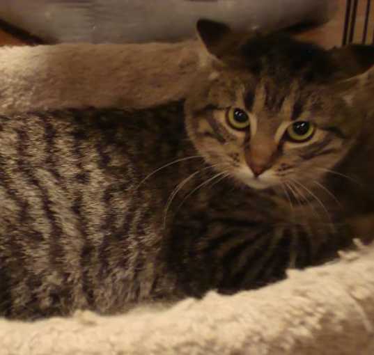 Photo of Zorro