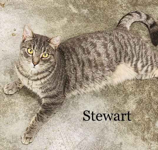 Photo of Stewart