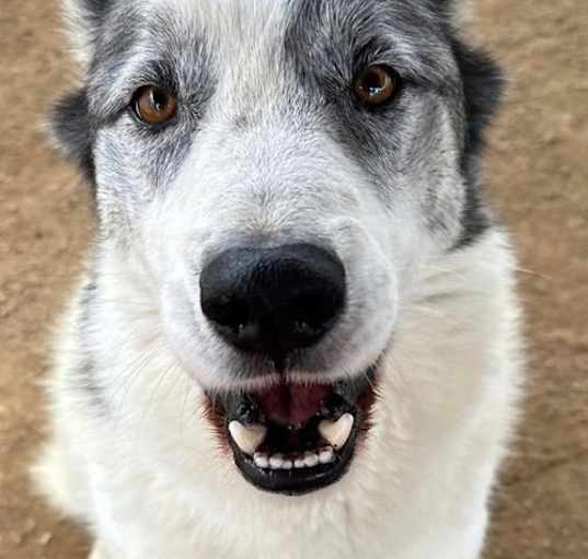 Photo of Spot