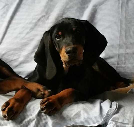 Photo of Bear