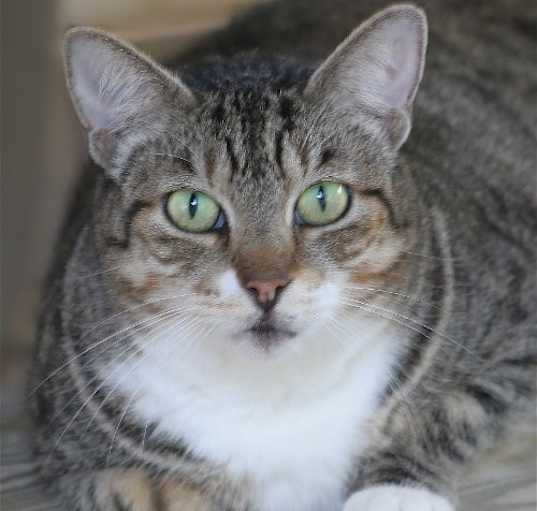 Photo of Phoebe