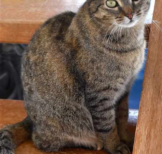 Photo of Kit kat