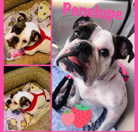 Photo of Penelope